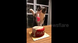 Cat uses paw to 'blow' out candle on birthday cake