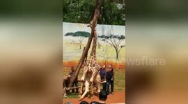 Giraffe dies after getting neck stuck in tree at zoo
