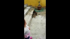 Baby playing with dog