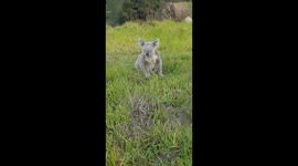 Koala escapes bushfire. 2