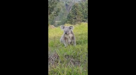 Koala escapes bushfire. 3.