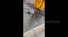 Newsflare Edit - Koala has a lucky escape from bushfire in Sydney
