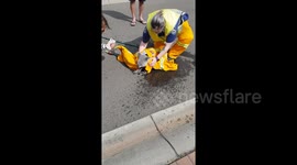 Koala has a lucky escape from bushfire in Sydney