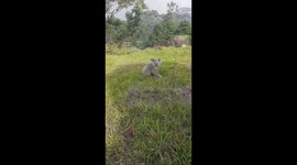 Koala escapes bushfires. 4.