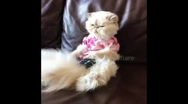Cat watching tv
