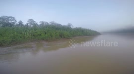 A Crocodile stalks the misty river in Borneo