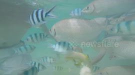 Fish go crazy for bread and surround snorkelers in Borneo