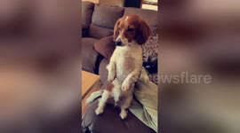 Dog waits patiently for margherita pizza