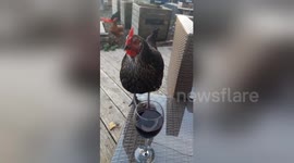 Meet Schnitzel, the wine-guzzling hen from West Sussex