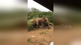 Newsflare Edit - Elephants charge led by baby.