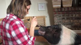 Pig loves being fed like a baby
