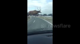 Heart-stopping video shows deer leaping in front of moving car