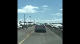 Caribou block traffic as they cross road in Canada