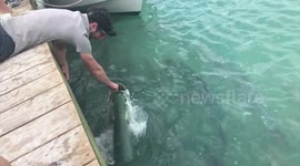 POV footage of YouTuber hand-feeding giant tarpon