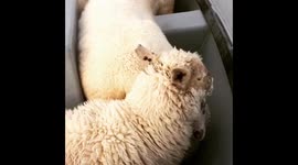 Bringing the sheep home from Pigeon Island
