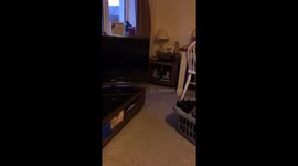 Cat Vs Playstation