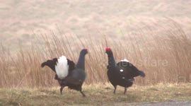 Black grouse fighting  on their  lekking grounds in Cumbria