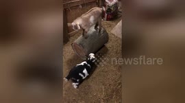 Goat shows off her balancing skills by running on a barrel