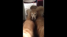 Cute overload! Wagging tails sandwich happy doggy face