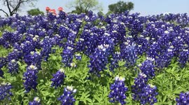 BlueBonnets Season-zoomed-Slow Motion- 60fps