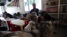Man is swarmed by Husky Dogs in a dog cafe in Malaysia