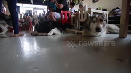Husky Dogs Swarm A cafe In Malaysia
