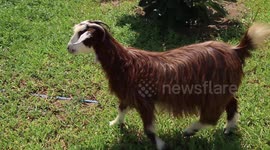 A goat runs around a park in Oman