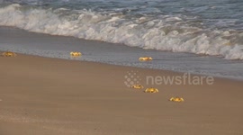 Crabs walking along the beach in Oman