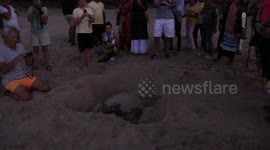 A turtle nest on a beach in Oman