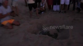 A turtle nests on the beach in Oman
