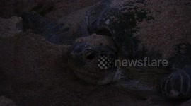 A close up of a turtle nesting on a beach in Oman