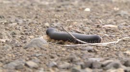 It's hypnotic - look at the legs on this Giant Black Millipede (or Shongololo) as it moves