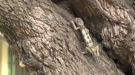 An amazing Flap-necked Chameleon climbing a tree