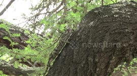 An amazing Flap-necked Chameleon hunting on a tree