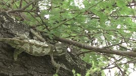 A wonderful Flap-necked Chameleon stalking a grasshopper