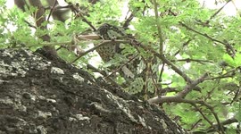 A rare sight - a Flap-necked Chameleon swallowing a grasshopper