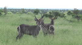 Three young male Waterbuck standing in long grass