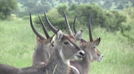Three young male Waterbuck chewing grass - head detail