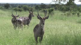 Three curious young male young male Waterbuck in long grass