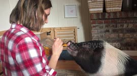 Pig loves being fed like a baby