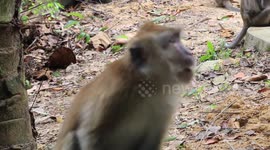 Monkeys in Penang, Malaysia