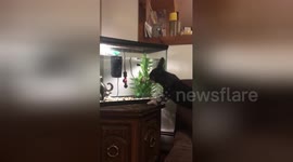 Newsflare Edit - Frantic pooch bites glass of aquarium trying to get to fish