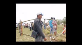 the tradition of pacu jawi