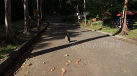 Monkeys run through the forest of Langkawi