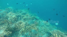 A turtle sits on coral reef in Coron Philippines