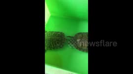 Romantic moment male turtle pats female's head