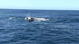 Dramatic video captures orcas attacking baby gray whale