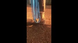 cat playing in hammock- so cute