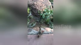 Newsflare Edit - Killer dogs first encounter with a chipmunk (ground squirrel actually)