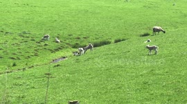 Sheep and Lambs enjoying the warm sun